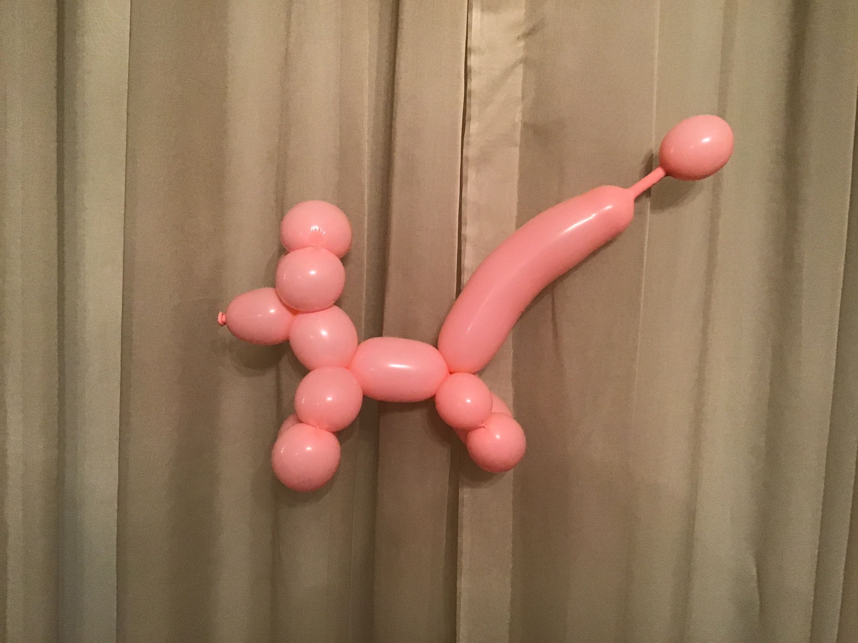 balloon animal poodle